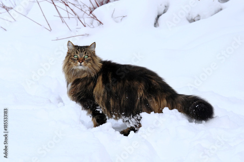 Eine hübsche junge Norwegische Waldkatze im hohen Schnee
