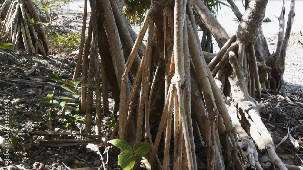 Slider shot of pandanus roots on a Whitsunday's beach. Slider shot of pandanus roots on a Whitsunday's beach.