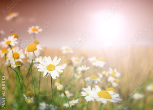 Summer wildflowers and sun