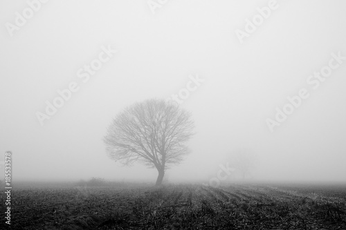 An early morning foggy view of this agraric field with trees and grass and soil in black and white, monochrome