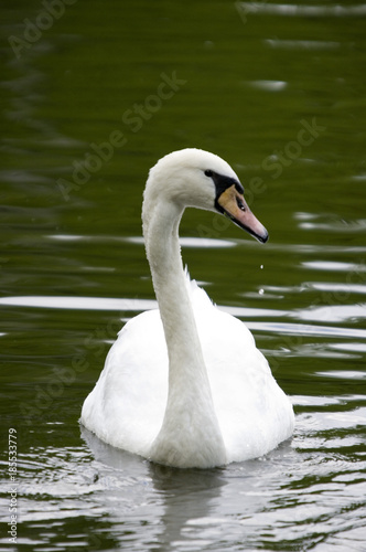 Cygnus olor