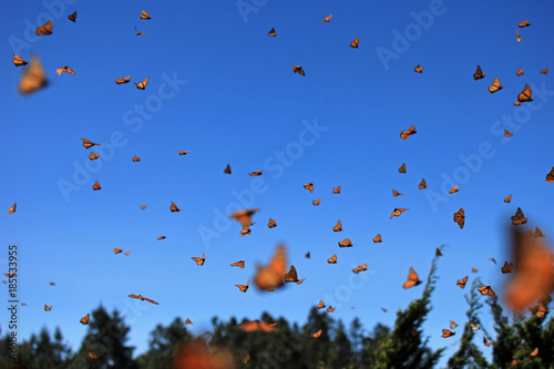 Millions of Monarch Butterflies, Michoacan, Mexico