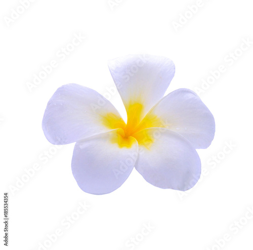 frangimani flower isolated on white