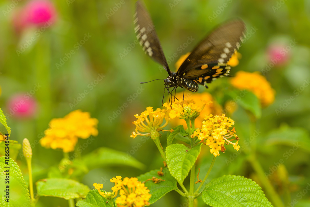 Dancing Black Swallowtail Butterfly - A Black Swallowtail butterfly (Papilio Polyxenes) dancing on golden flowers in a summer garden. Dancing Black Swallowtail Butterfly - A Black Swallowtail butterfly (Papilio Polyxenes) dancing on golden flowers in a summer garden.