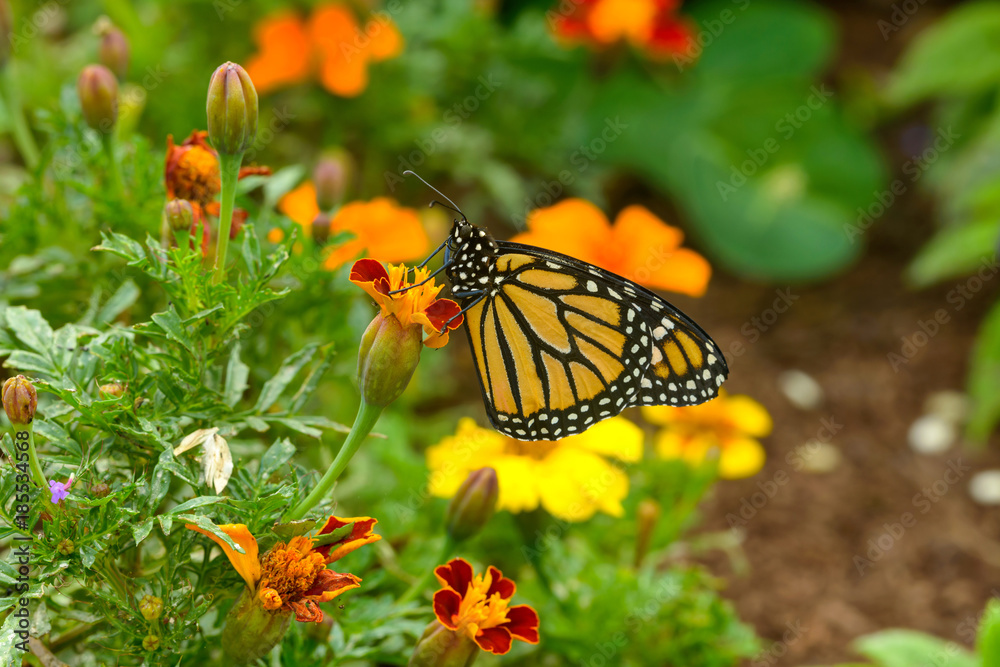Garden Butterfly - A monarch butterfly feeding in flower bed of a summer garden. Garden Butterfly - A monarch butterfly feeding in flower bed of a summer garden.