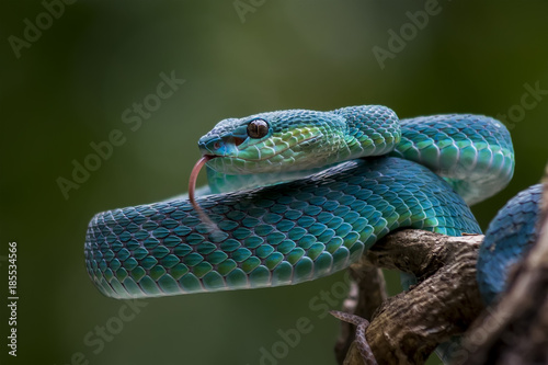Blue pit viper