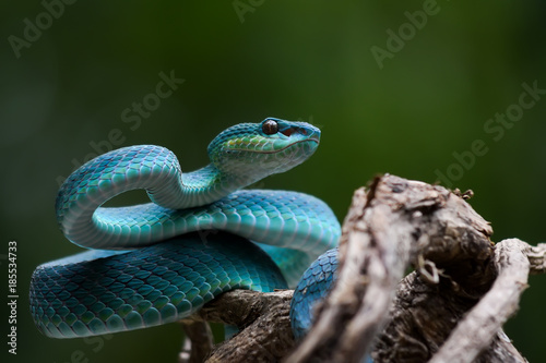Blue pit viper photo