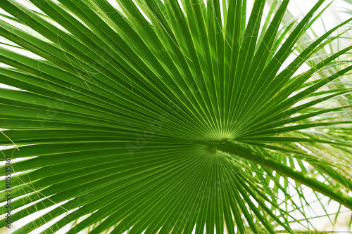 Green palm leaf  closeup