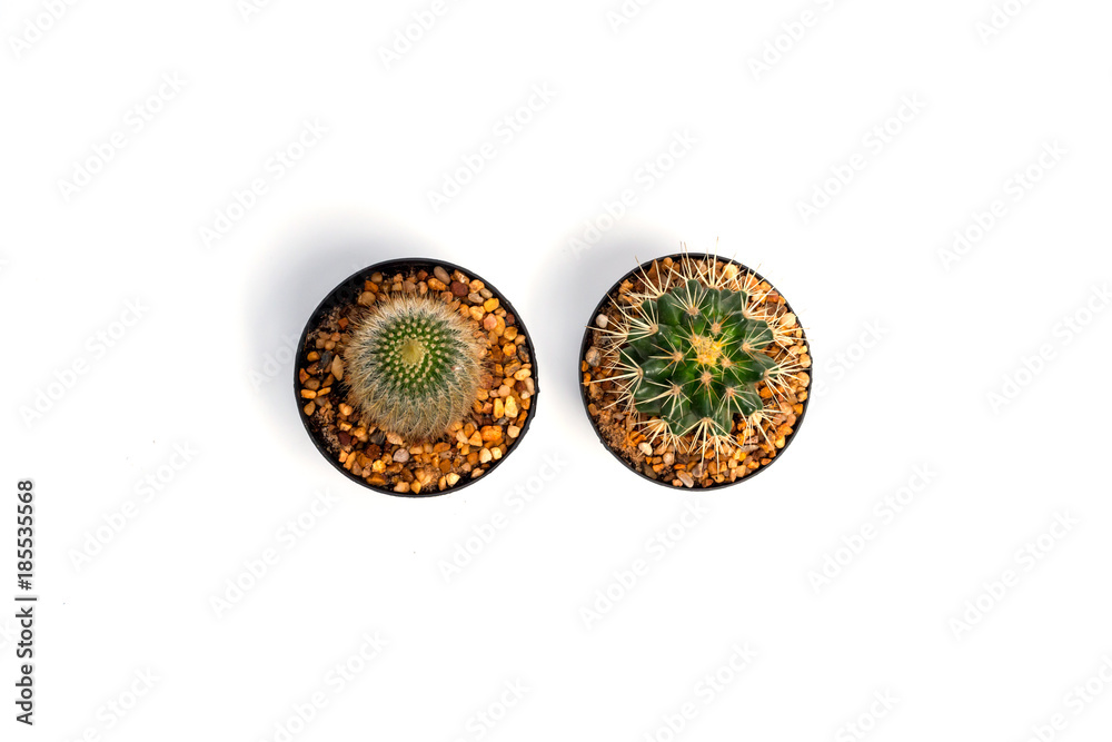 Cactus in a pot on white background.Beautiful green cactus pot isolated on white background. Cactus in a pot on white background.Beautiful green cactus pot isolated on white background.