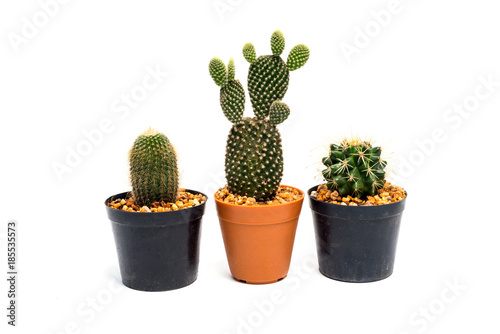 Cactus in a pot on white background.Beautiful green cactus pot isolated on white background.
