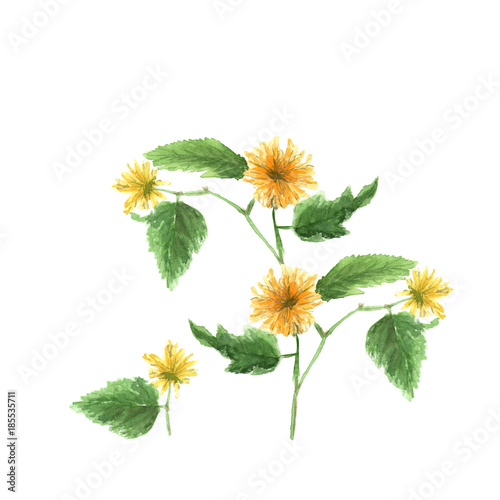 Watercolor illustration sketch of yellow kerria japonica on white background