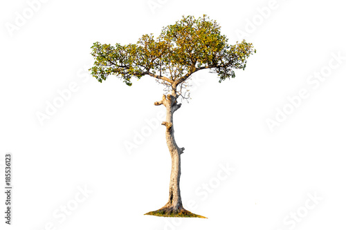 tropical tree in Thailand on white background