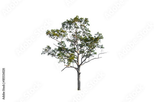 tropical tree in Thailand on white background