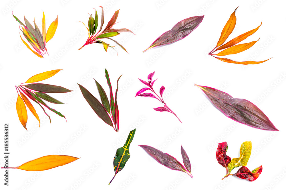 Long, bright, purple and pink leaves of a tropical plant isolated on white background.