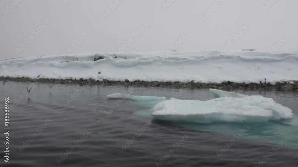 Birds on background of snow coast and water surface in Arctic Ocean Svalbard. Wildlife in Nordic badlands. Unique footage and natural landscape. Peace and quiet. Birds on background of snow coast and water surface in Arctic Ocean Svalbard. Wildlife in Nordic badlands. Unique footage and natural landscape. Peace and quiet.