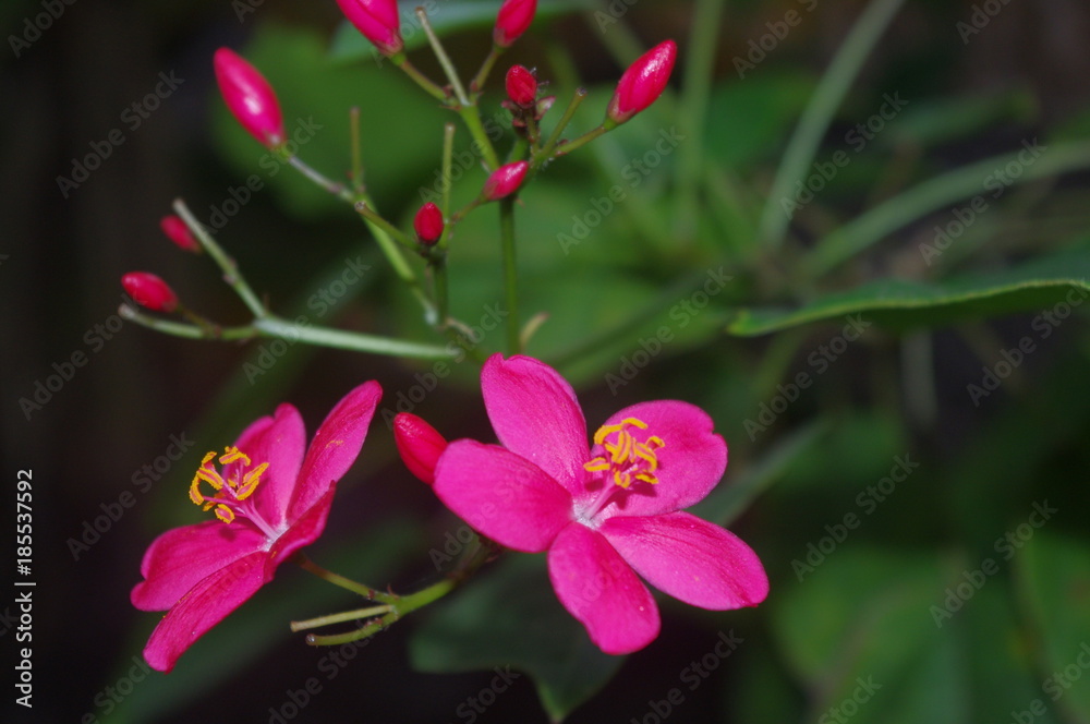 Pink Brilliance Pink Brilliance