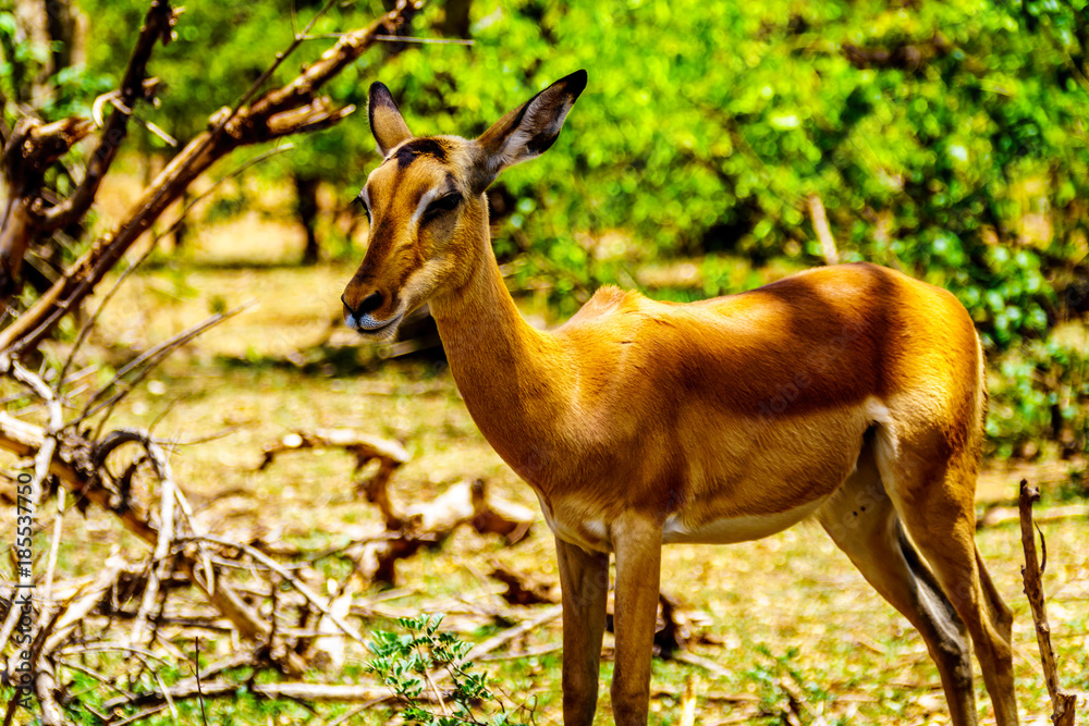 Impala in Kruger National Park in South Africa Impala in Kruger National Park in South Africa