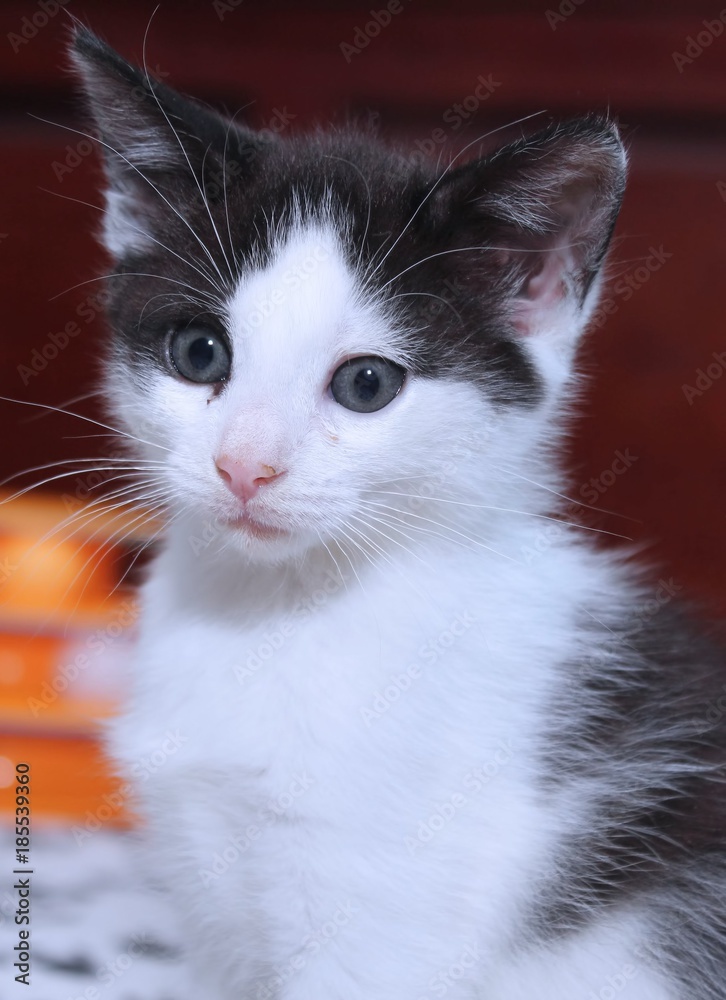 BEAUTIFUL BLACK AND WHITE KITTEN BEAUTIFUL BLACK AND WHITE KITTEN