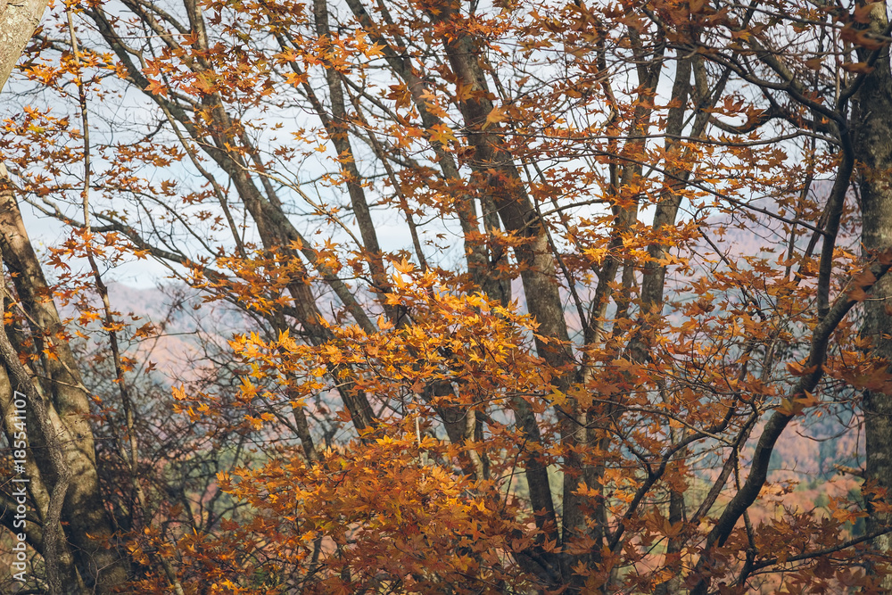 Maple tree in the Autumn season in Japan. Maple tree in the Autumn season in Japan.