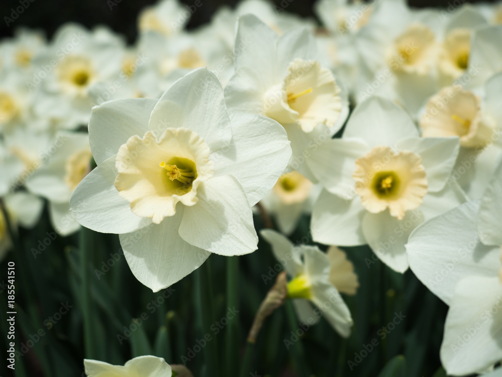 Obraz premium Garden of White Daffodils