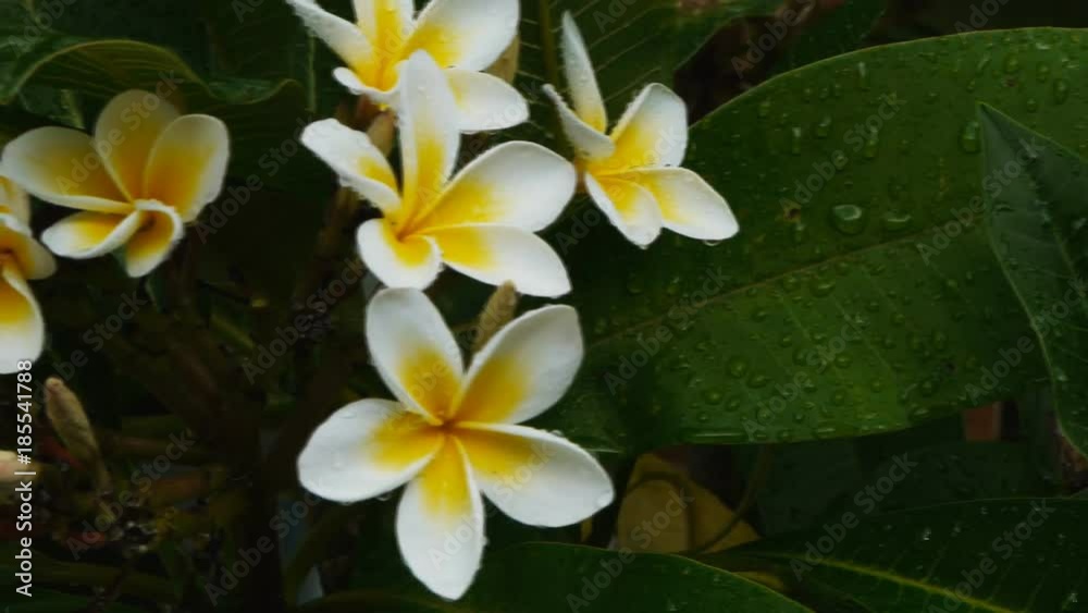 a dolly shot of white frangipani blossoms a dolly shot of white frangipani blossoms