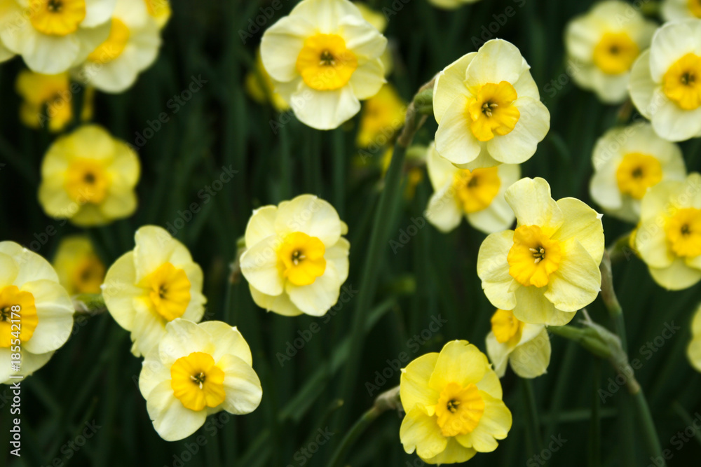 Pale yellow daffodils Pale yellow daffodils