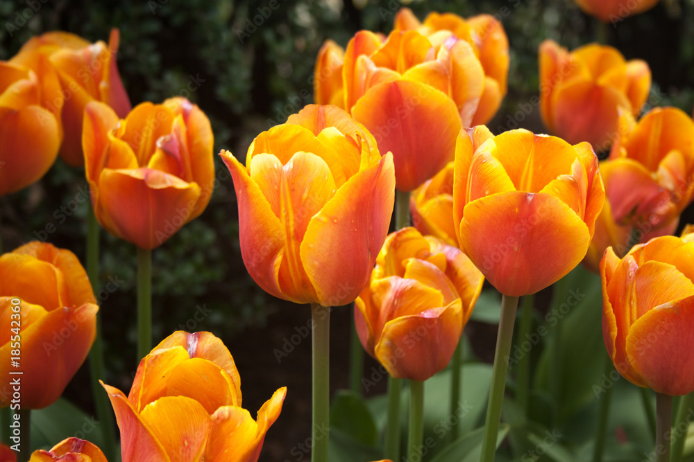 Fototapeta premium Orange and Pink Tulips in the Garden