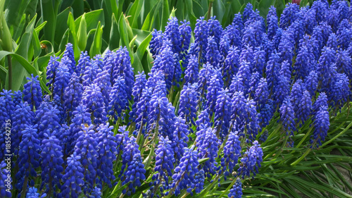 Grape Hyacinth in the garden