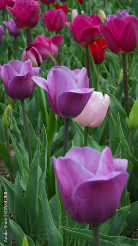 Lavender and Fuschia Tulips