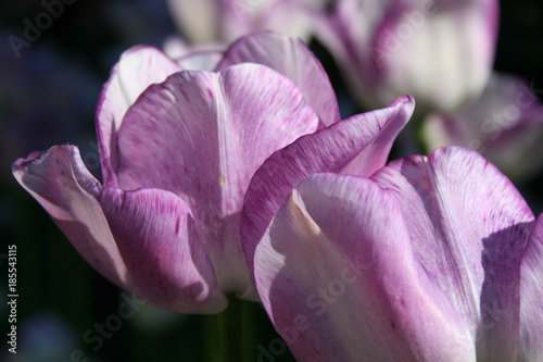 Pale Lavender and White Tulips