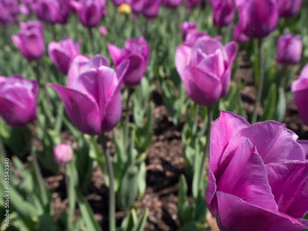 Fototapeta premium Garden of purple tulips