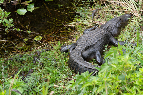 American alligator (Alligator mississippiensis) photographed in its native habitat
