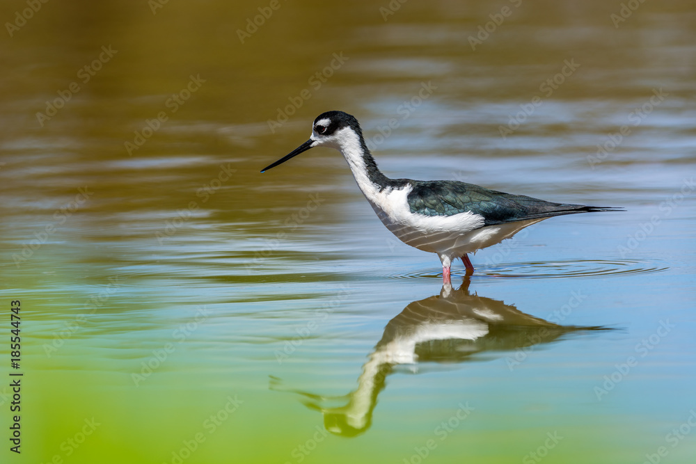 Black-necked Stilt (Himantopus mexicanus) Black-necked Stilt (Himantopus mexicanus)