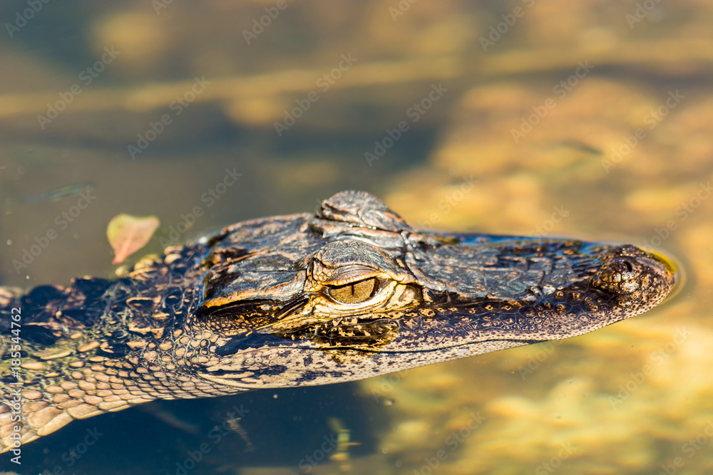 American alligator (Alligator mississippiensis) photographed in its native habitat American alligator (Alligator mississippiensis) photographed in its native habitat