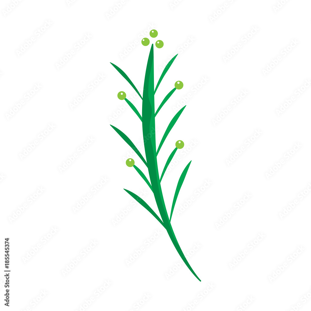 Fototapeta premium leaves on stem delicate icon image vector illustration design 