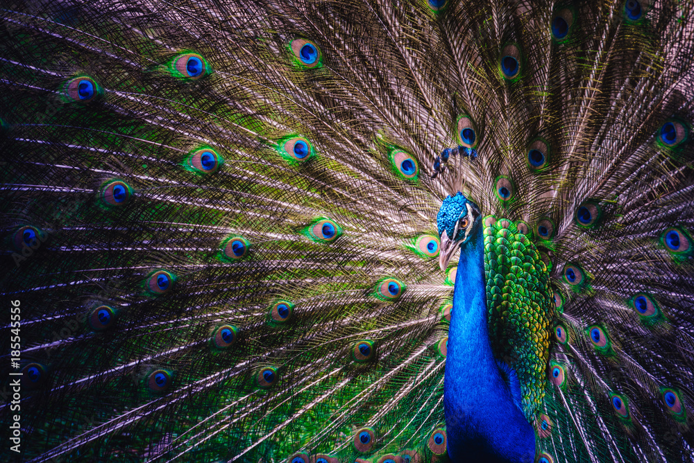 Fototapeta premium Peacock with open Tail Feathers
