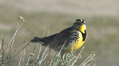 Meadowlark