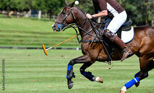 Action of Horse Polo