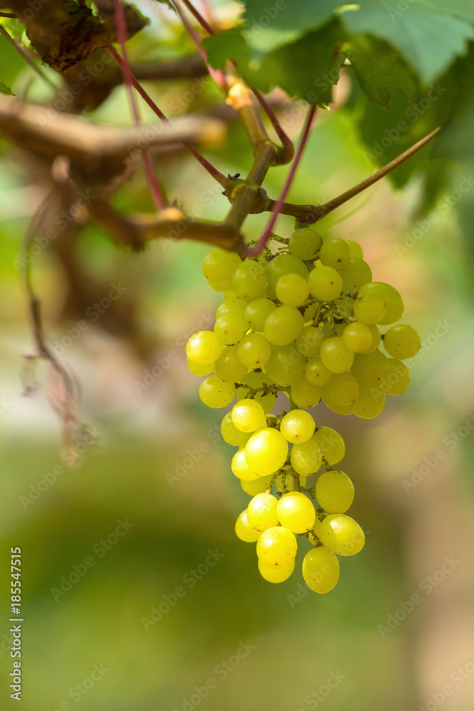 Ripe grapes in fall Ripe grapes growing at wine fields Ripe grapes in fall Ripe grapes growing at wine fields
