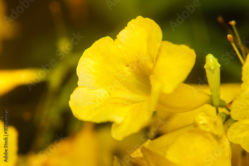 yellow flower in the sunny garden