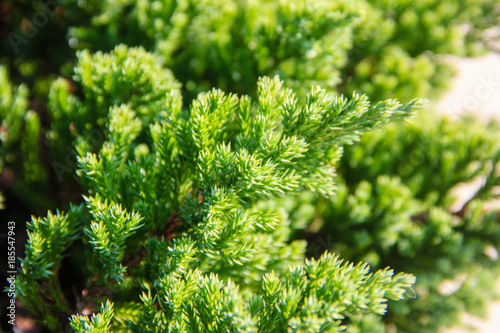 close up pine leaf background