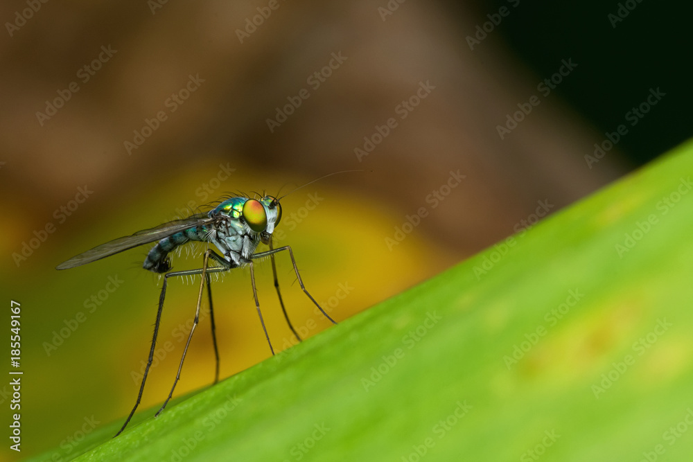 FRUIT FLY FRUIT FLY
