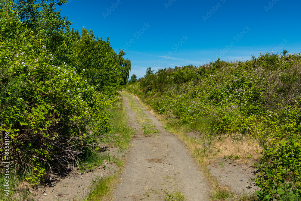 a road in the middle of the  green bushes under the blue sky