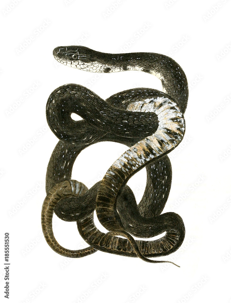 Illustration of a snake. Illustration of a snake.