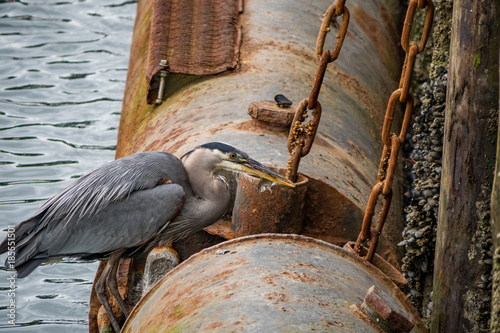 Fotografía great blue heron caught a sizeable fish near the dock