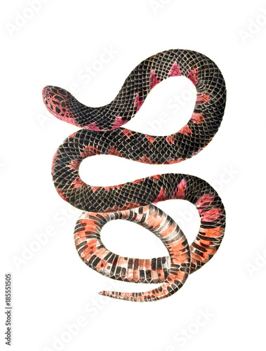 Illustration of a snake.