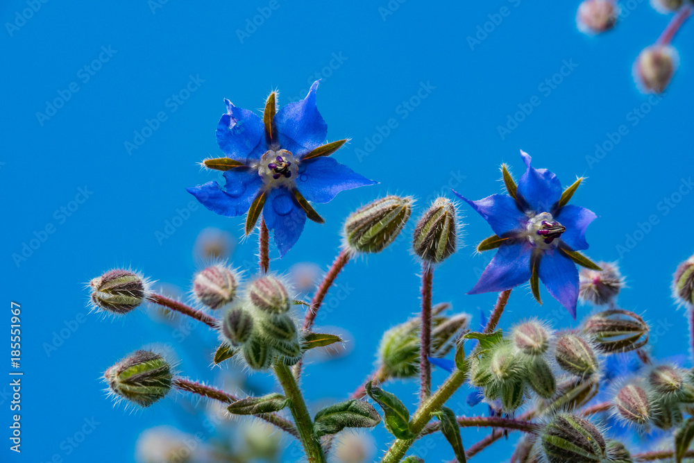 two purple Borage flowers with blue sky background two purple Borage flowers with blue sky background