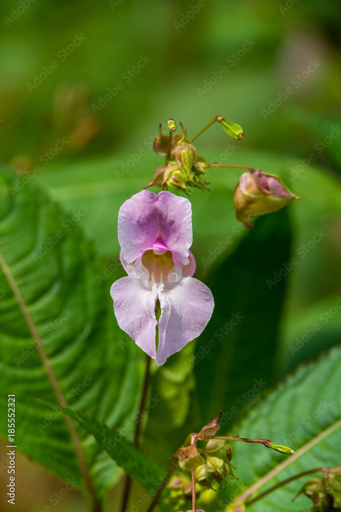 single pink Nemesia flower under the sun with green background single pink Nemesia flower under the sun with green background