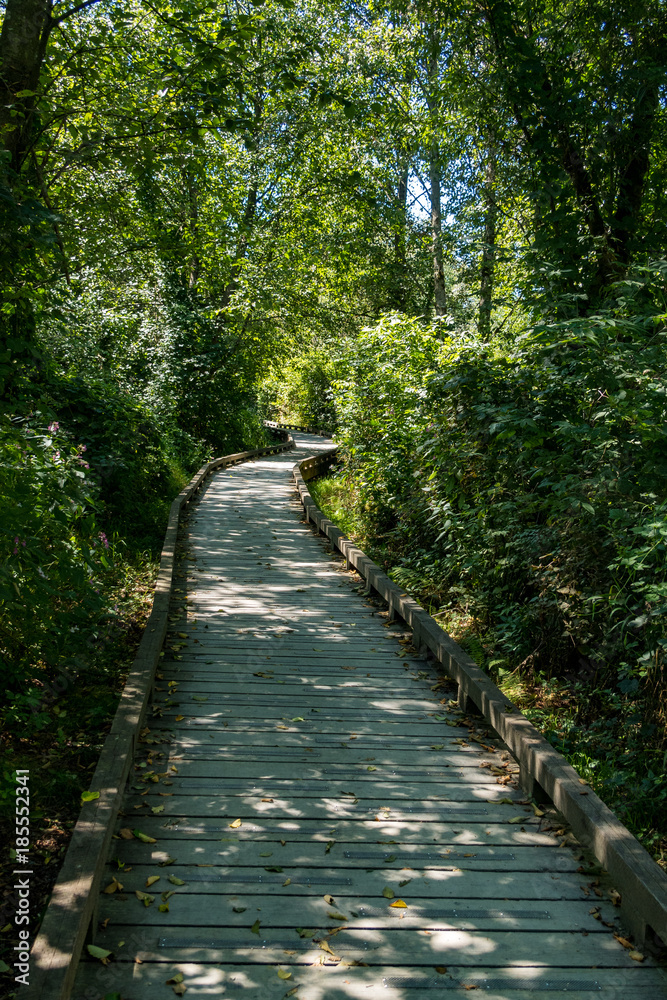 Obraz premium man made wooden pathway in the forest with trees on both sides