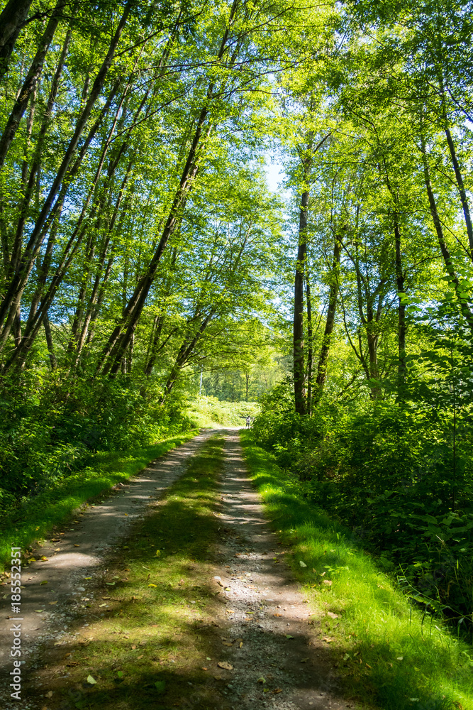 Naklejka premium green path to the open with tall trees on both sides
